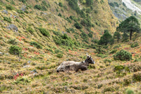 Bull lying on a grassy hillside with trees and mountains in the background