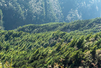 Lush green forest with mountains in the background