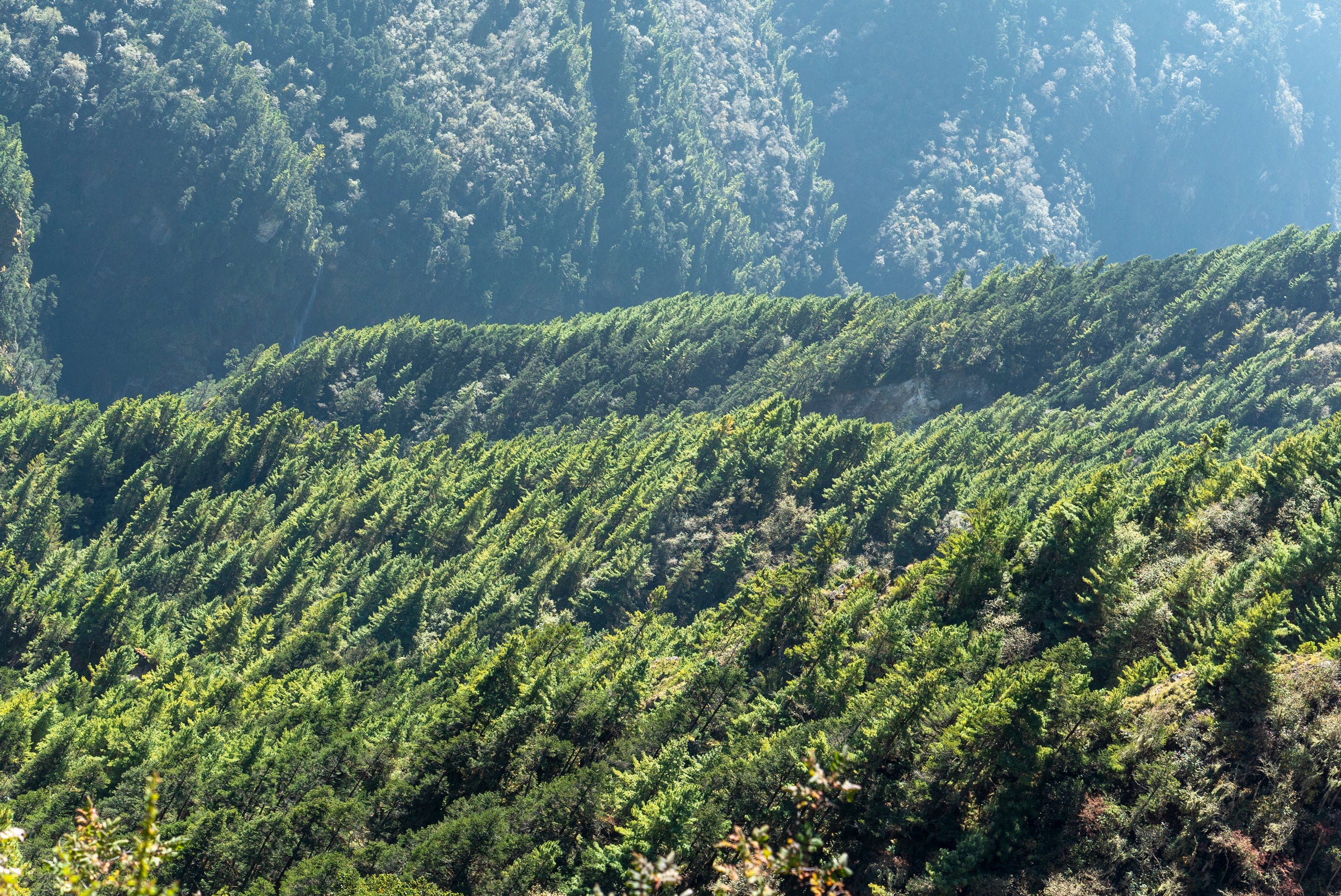 Lush green forest with mountains in the background