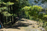 Bear walking on a rocky path surrounded by trees in a forest