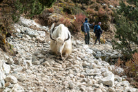 Mountain goat on a rocky path with two people observing