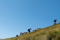 Two people with backpacks walking on a grassy hill with sheep nearby under a clear blue sky.