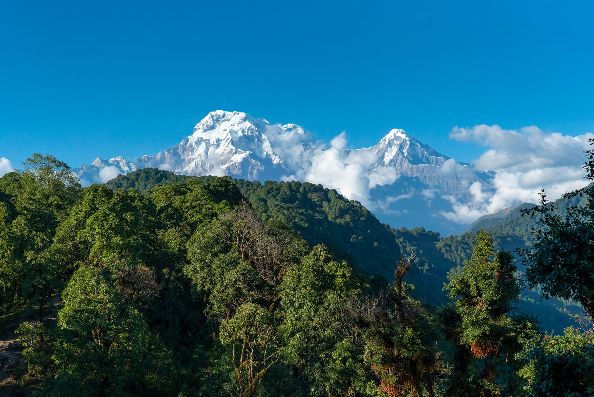 Snow peaks of the Annapurna range above green hills