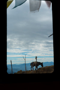 Horse standing on a rocky outcrop with mountains and clouds in the background, framed by a window.