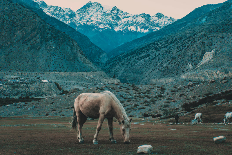 Horse grazing in a valley with mountains in the background