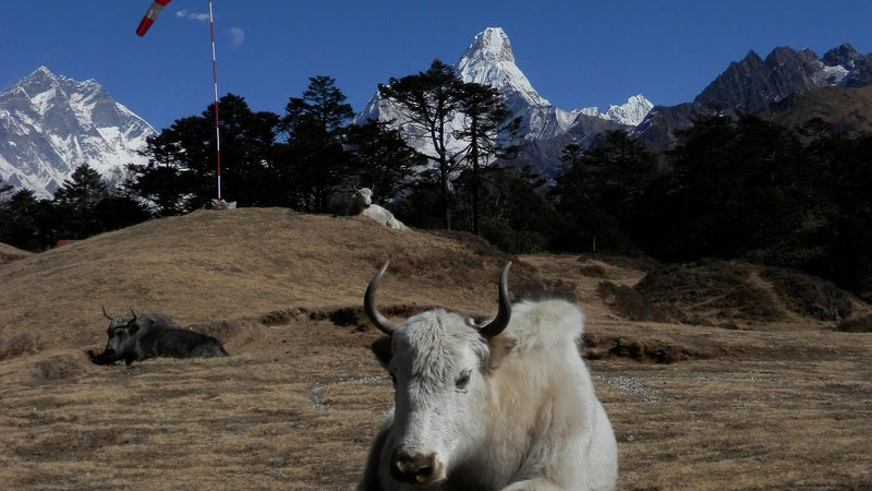 Island Peak: A Khumbu Summit Expedition