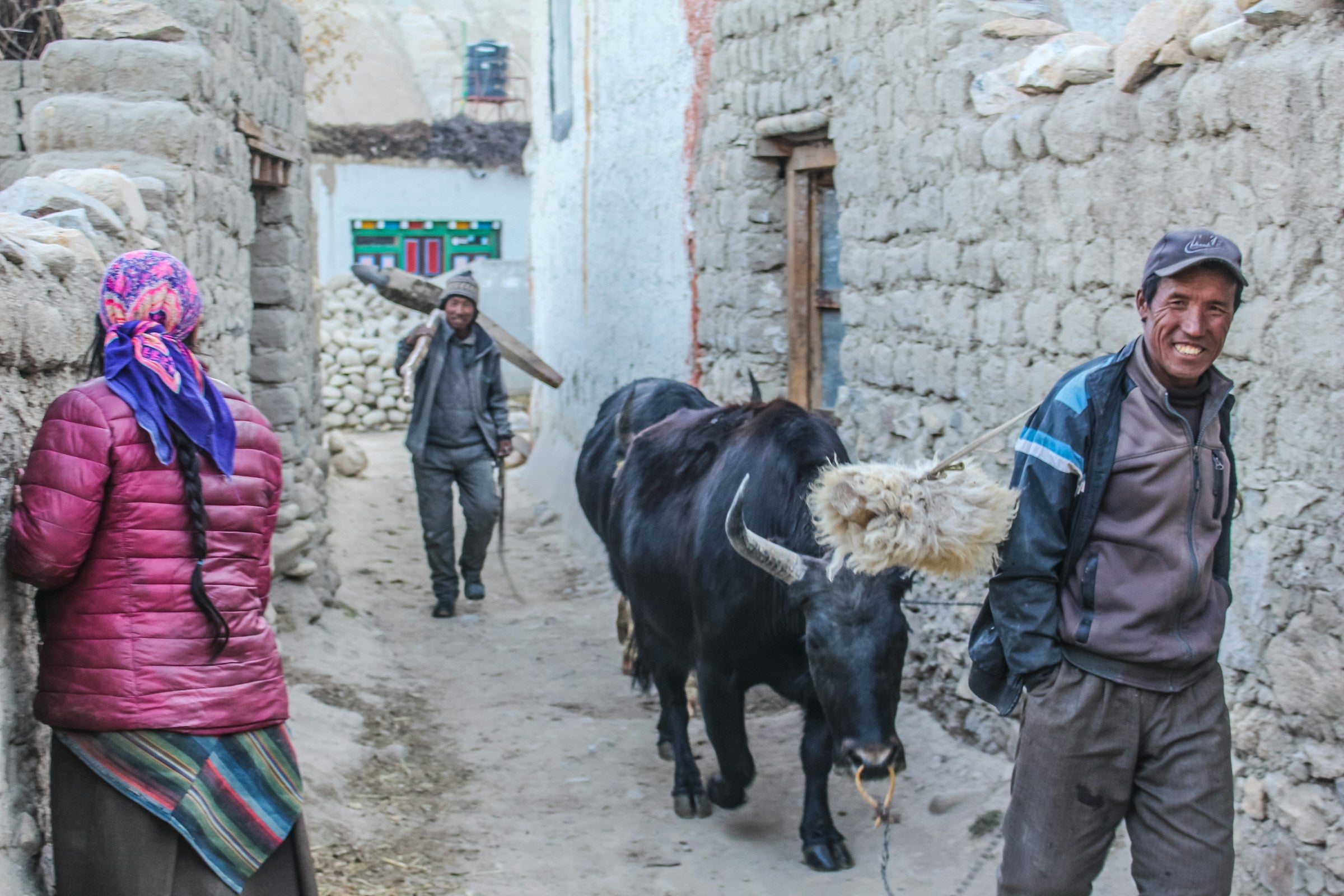 Two people walking a large black bull through a narrow alleyway with stone walls.