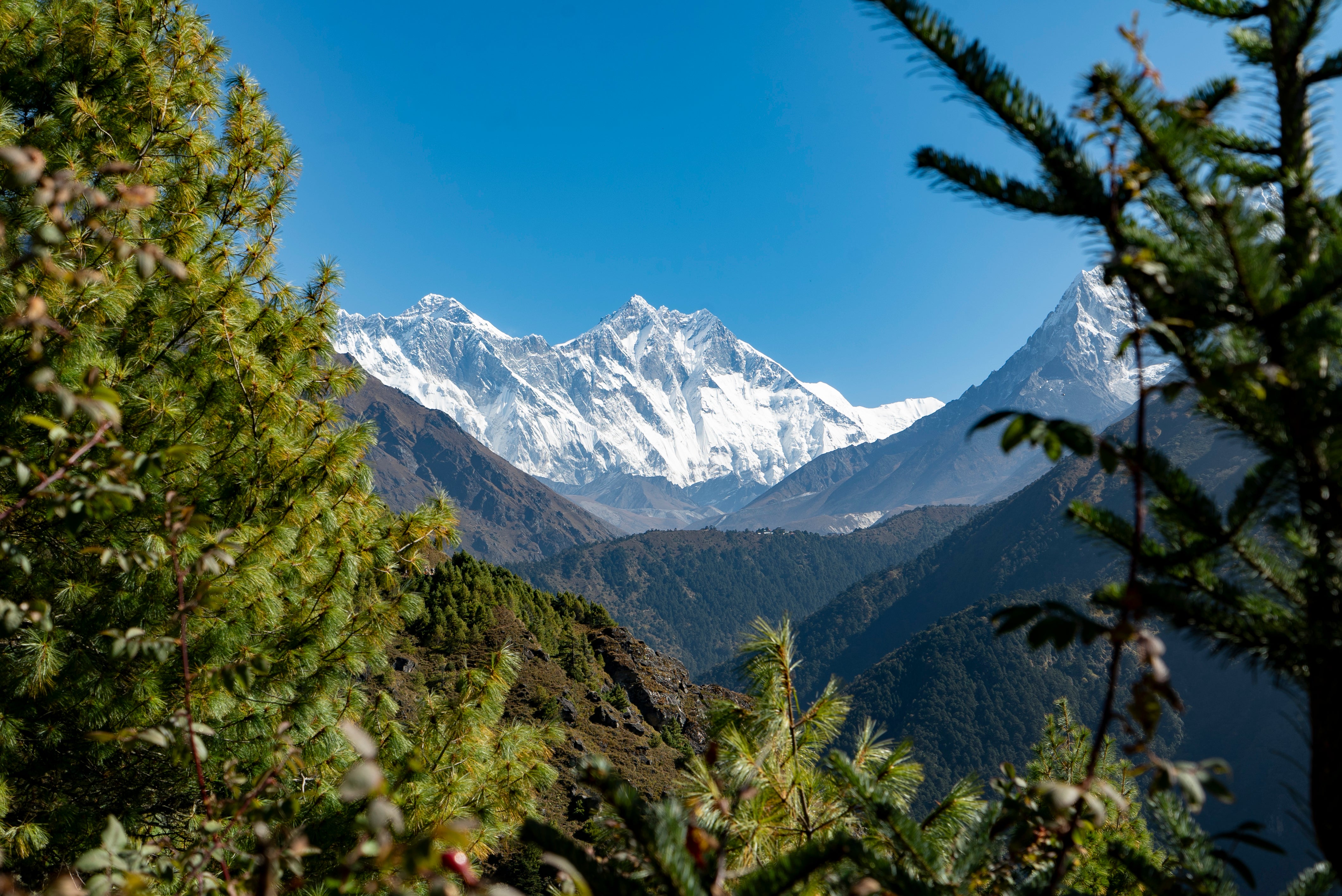 Everest and Lhotse seen through pine trees in the Khumbu, Nepal