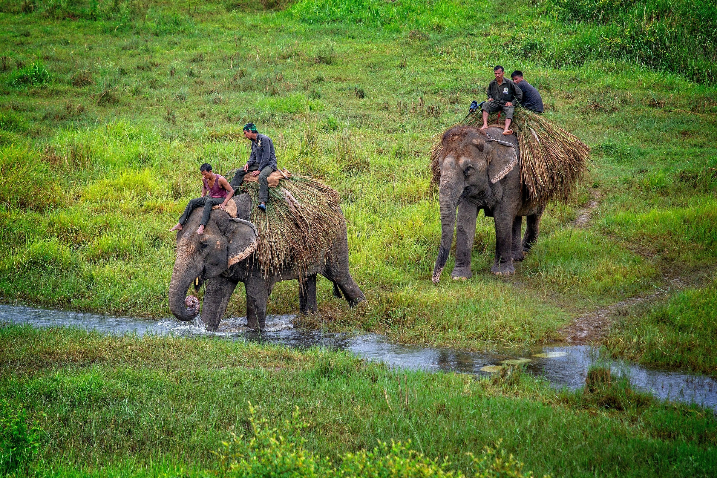 Two elephants carrying people through a grassy area with a water body.
